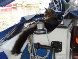 mainecoonboat